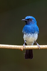 White-bellied Blue Flycatcher