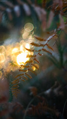 Crépuscule dans la forêt des Mandes de Gascogne, dévoilant son opulente flore et de magnifiques couleurs automnales