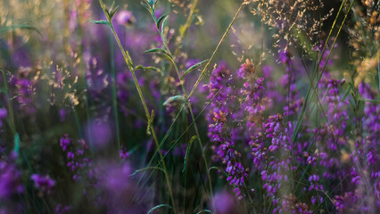 Crépuscule dans la forêt des Mandes de Gascogne, dévoilant son opulente flore et de magnifiques...