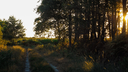 Crépuscule dans la forêt des Mandes de Gascogne, dévoilant son opulente flore et de magnifiques...