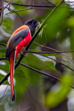 Malabar Trogan