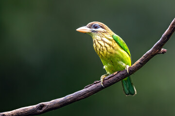 White Cheeked Barbet or small green Barbet