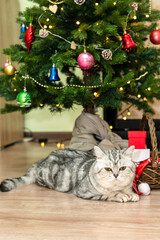 A bored purebred cat lies under tree during the holiday.