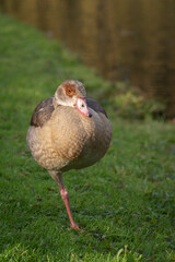 Frontal portrait of a young Nile or Egyptian goose (Alopochen aegyptiaca) resting while standing on one leg