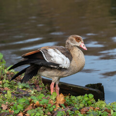 A young Nile or Egyptian goose (Alopochen aegyptiaca) rests on the shore of a pond