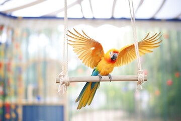 sun conure flapping wings on a swing in aviary - obrazy, fototapety, plakaty