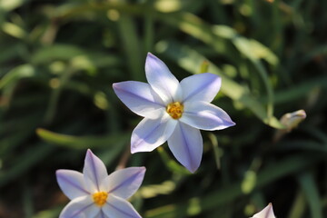 日本の春の庭に咲く白い花びらに紫色の筋模様のあるハナニラの花