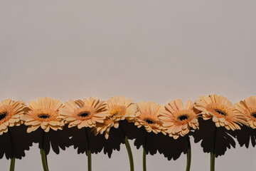Pastel peachy gerbera flowers with aesthetic sunlight shadows on neutral white background. Minimal...