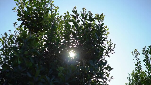 Paraguayan holly is the plant from which the popular yerba mate tea is made. A traditional drink of the inhabitants of South America