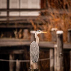 great blue heron