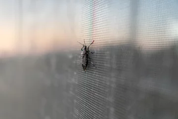 Foto op Canvas クサギカメムシ。農業害虫、昆虫、衛星害虫。Brown Marmorated stink bug © mdesign