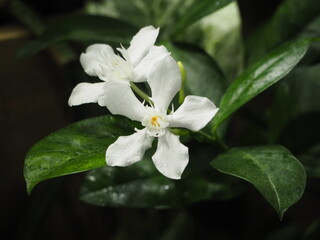 白い花　セイロンライティア