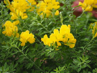 黄色い花　エニシダ