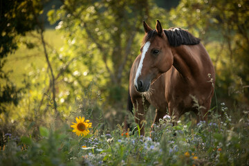 Horse Sunflowers