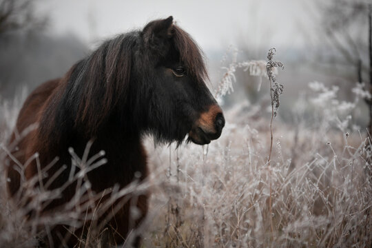 horse in winter