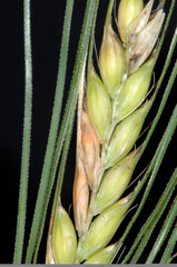 Fusarium, Ährenfusariose, an einer Wintergersten-Ähre