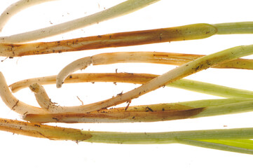 Drechslera- Wurzel-, Halm- und Blattkrankheit, Cochliobolus sativus