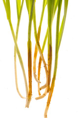 Drechslera- Wurzel-, Halm- und Blattkrankheit, Cochliobolus sativus