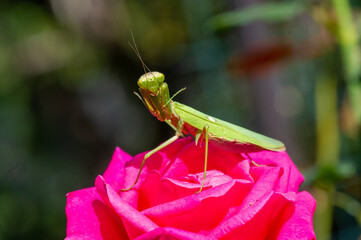 A breathtaking shot of a remarkable praying mantis, showing off its exquisite beauty and elegant...