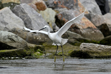 Seidenreiher // Little egret (Egretta garzetta) - Axios-Delta, Griechenland