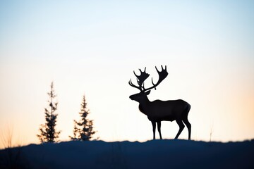 solitary caribou silhouette at sunset