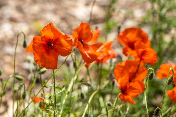 A group of red and orange poppy flowers with with green buds is on a green background of leaves and grass in a park in summer