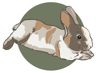 hand drawn rabbit color vector illustration