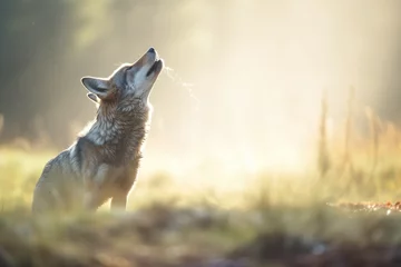 Fototapeten backlit image of a wolfs howl in morning mist © stickerside