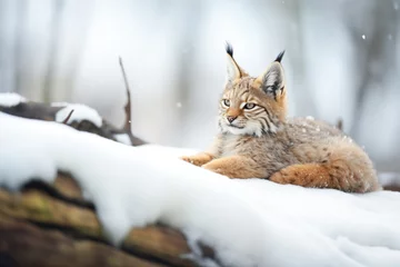 Foto auf Acrylglas Antireflex lynx lounging on a snow-covered rock © studioworkstock