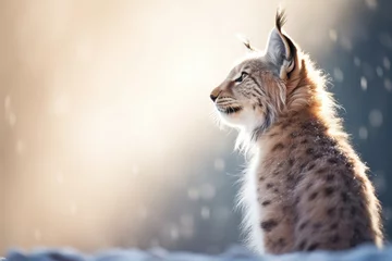 Gordijnen backlit lynx with steamy breath in cold air © studioworkstock