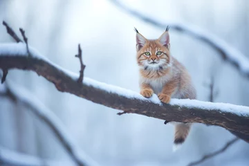 Fotobehang lynx perched on a snowy branch at dusk © studioworkstock