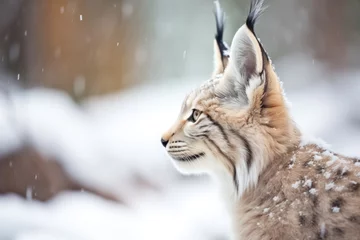Wandcirkels aluminium snow-dusted lynx ears twitching © studioworkstock