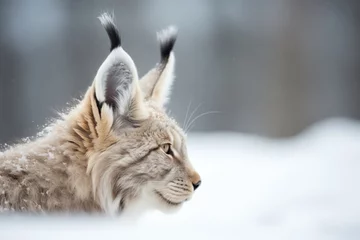 Foto op Canvas snow-dusted lynx ears twitching © studioworkstock