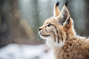 Fotobehang snow-dusted lynx ears twitching © studioworkstock