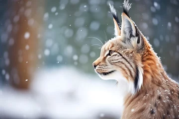 Deurstickers lynx with bright eyes during a snowfall © studioworkstock