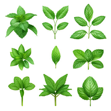 Collection set of mint leaves., fresh mint isolated on transparent or white background