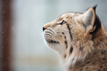 profile shot of lynx with snowflakes on fur