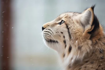 Gordijnen profile shot of lynx with snowflakes on fur © studioworkstock