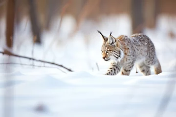 Fotobehang lynx stalking prey in a snow-laden glade © studioworkstock