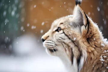 Fotobehang lynx with snow on its whiskers © studioworkstock