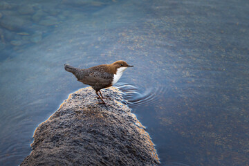 merlo acquaiolo nel lago di Como
