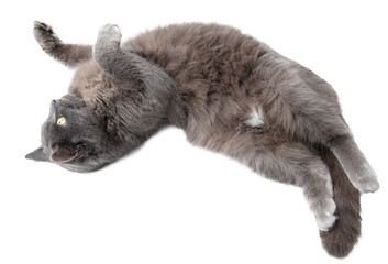 Gray cat isolated on transparent background. Close-up