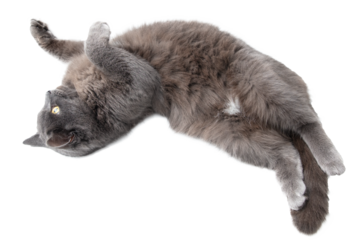 Gray cat isolated on transparent background. Close-up