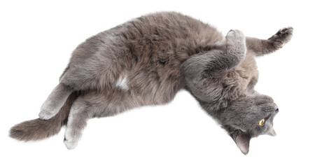 Gray cat isolated on transparent background. Close-up