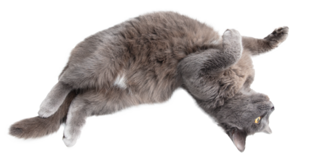 Gray cat isolated on transparent background. Close-up