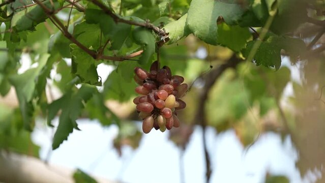bunch of half ripe grapes on a tree on a blurry background