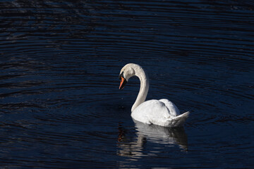 Cigni nel lago di Como