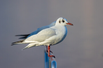 Gabbiano - alto lago di Como