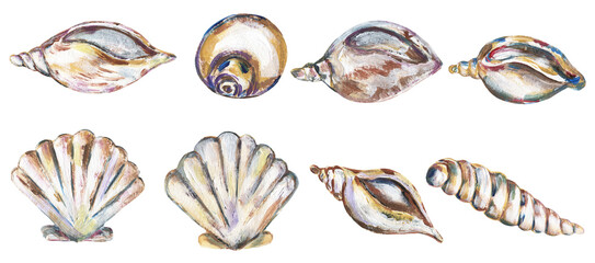 Acrylic hand painted sea shells  illustration set, graphic shells clipart, ocean life clip art - obrazy, fototapety, plakaty