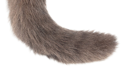 Cat's tail isolated on transparent background. Close-up - obrazy, fototapety, plakaty